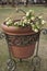 white euphoria flowers with thorny flower stems