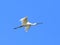 White Eurasian Spoonbill flying in the sky