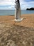 White European herring gull bird larus argentatus ready to fly