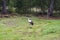 White European stork, Ciconia bird on green field in countryside