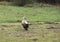 White European stork, Ciconia bird on green field in countryside