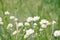 White Everlasting daisies