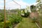 White everlasting pea flowers in an allotment garden