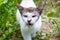 White Evil Cat on dirt and weeds background