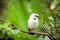 White exotic bird on a branch