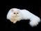 White exotic Persian copper eye cat black velvet