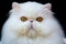 White exotic Persian copper eye cat black velvet