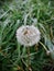 White Explosion Taraxacum Erythrospermum