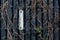 White exterior thermometer, with painted birds and butterflies on a dark wooden fence, with climbing scandent plant vines around