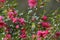 White-eye bird on branch of camellia