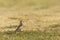 White-eye Buzzard sitting on a ground seen  at Solapur,Maharashtra,India