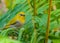 White Eye Oriental Bird in a alert mood