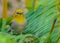 White Eye Oriental Bird looking into Camera