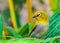 White Eye Oriental Bird posing for a shot