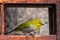 White Eye Oriental Bird in a window