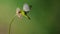 White-eyed bird feeding on the nectar of a pink flower on a blurred green background