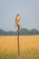 White eyed buzzard or Butastur teesa perched with eye contact and expression in natural scenic grassland background in winter