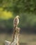 White eyed buzzard or Butastur teesa perched in natural scenic green background in winter migration at velavadar blackbuck