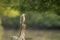 White eyed buzzard or Butastur teesa perched in natural scenic green background in winter migration at velavadar blackbuck