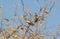 White-eyed Buzzard Pair on Tree