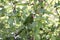 White-eyed Parakeet, Psittacara leucophthalmus, perched