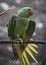 The white-eyed parakeet or white-eyed conure, Psittacara leucophthalmus