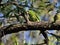white-eyed parakeet or white-eyed conure (Psittacara leucophthalmus