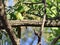 white-eyed parakeet or white-eyed conure (Psittacara leucophthalmus
