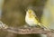 White eyed vireo