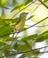 White Eyed Vireo