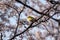 White eyes bird is tweeting on cherry blossom.
