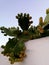 White facade and nopal fruits