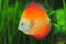 White face red marlboro discus fish