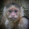 White-faced capuchin High Res, Very Sharp Head Shot.