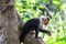 White faced capuchin hitting a nut on a tree