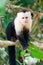 White faced Capuchin Monkey