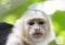 White-Faced Capuchin Monkey