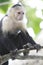 White-Faced Capuchin Monkey