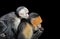 White-faced Capuchin monkeys