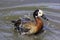 White Faced duck, splashing in water, pure joy, happiness, splasing about