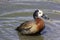 White Faced duck, splashing in water, pure joy, happiness, splasing about