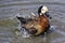 White Faced duck, splashing in water, pure joy, happiness, splasing about