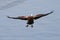 White faced duck with spread wings over water