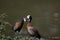 White Faced Ducks