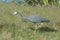 White faced Heron