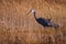 White Faced Heron in grassy swamp in New Zealand