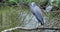 White Faced Heron Perched On Tree Branch In River