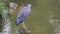 White-Faced Heron Standing On A Stone