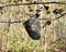 White-faced hornet`s nest