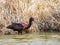 White Faced Ibis